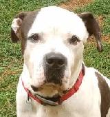 Sampson - 